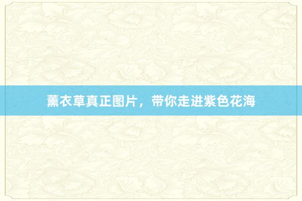 薰衣草真正图片，带你走进紫色花海